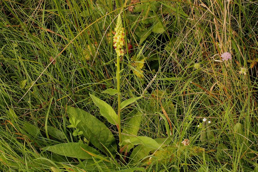 Verbascum nigrum / Verbasco nero